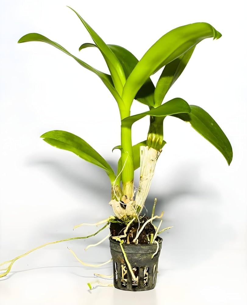 Dendrobium Seedling Plants " Pioneer " 1 Healthy Live Plant