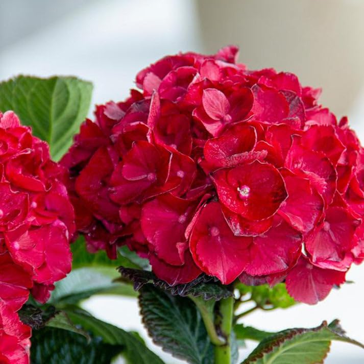 Hybrid Hydrangea macrophylla 'Cherry-Go-Round'