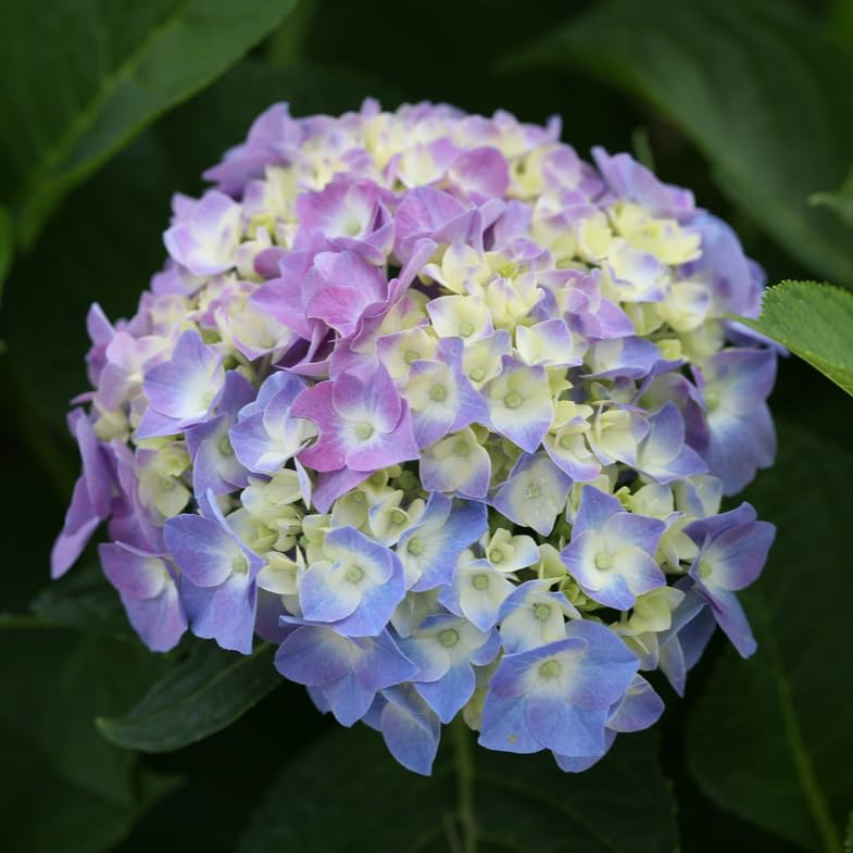 Dwarf Hybrid Hydrangea macrophylla Sparkling Blue Color 1 Live Flowering Plant