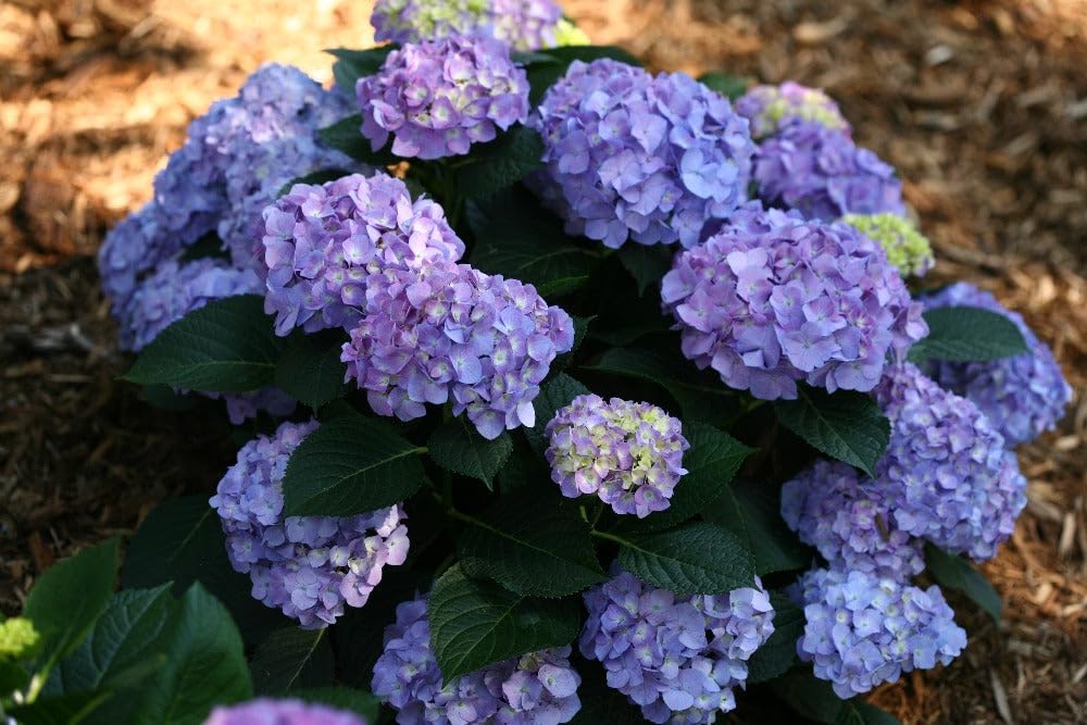 Dwarf Hybrid Hydrangea macrophylla Sparkling Blue Color 1 Live Flowering Plant