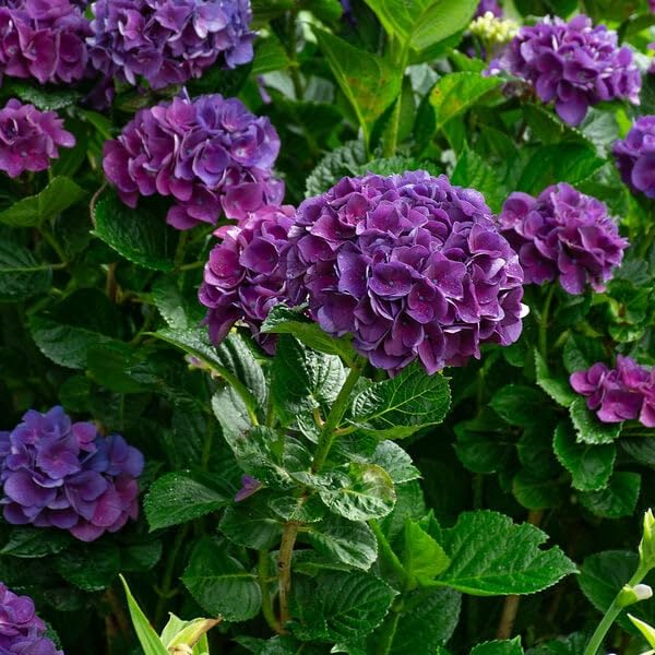 Dwarf Hybrid Hydrangea macrophylla ‘Purple Fantacy’ 1 Live Flowering Plant