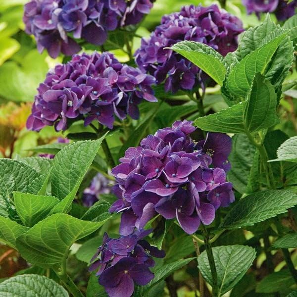 Dwarf Hybrid Hydrangea macrophylla ‘Purple Fantacy’ 1 Live Flowering Plant