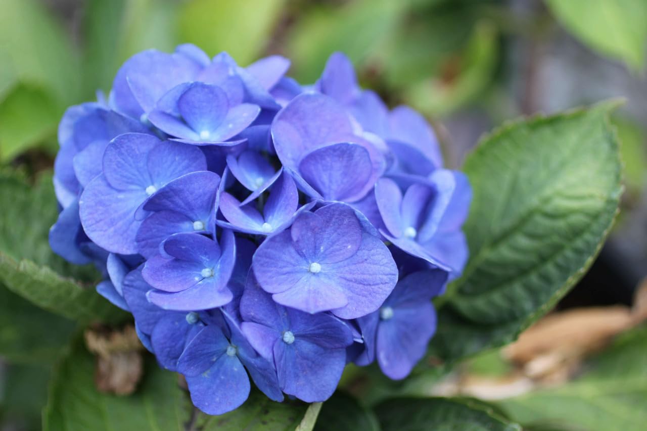 Dwarf Hybrid Hydrangea macrophylla 'Blue Danube' 1 Live Flowering Plant