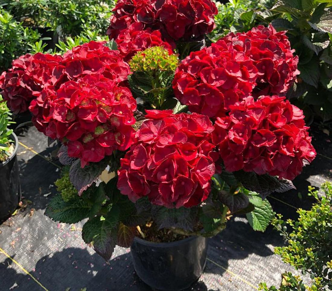 Hybrid Hydrangea macrophylla 'Cherry-Go-Round'
