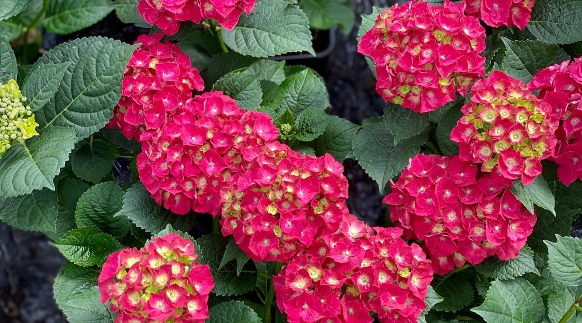 Dwarf Hybrid Hydrangea macrophylla ‘Everlasting Crimson’ 1 Live Flowering Plant