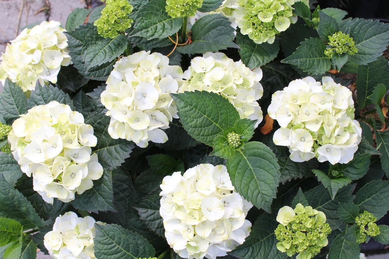 Dwarf Hybrid Hydrangea macrophylla ‘White Wudu’ 1 Live Flowering Plant