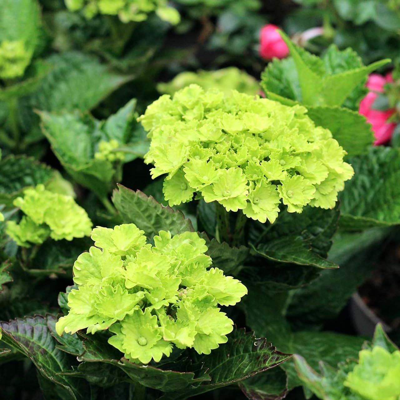Dwarf Hybrid Hydrangea macrophylla 'Green Cloud' 1 Live Flowering Plant