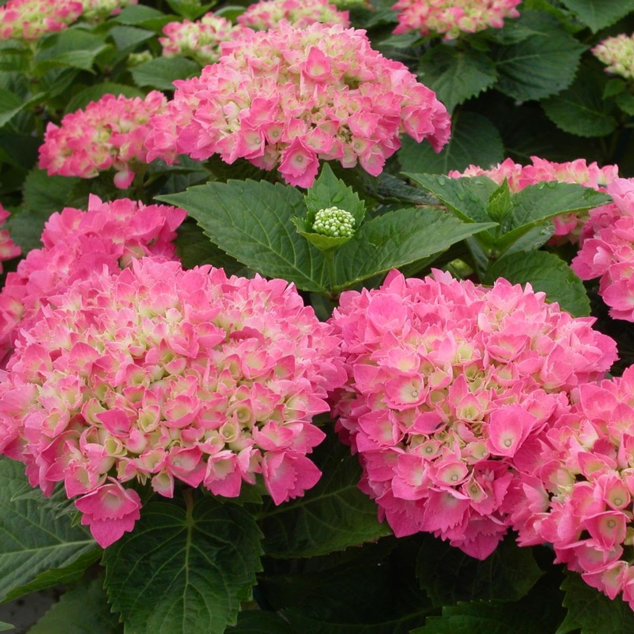 Dwarf Hybrid Hydrangea macrophylla 'Red Baron'' 1 Live Flowering Plant