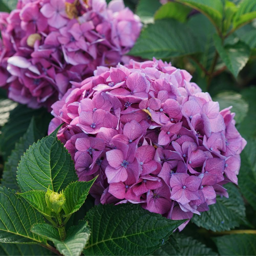 Dwarf Hybrid Hydrangea macrophylla Sparkling Purple Color 1 Live Flowering Plant