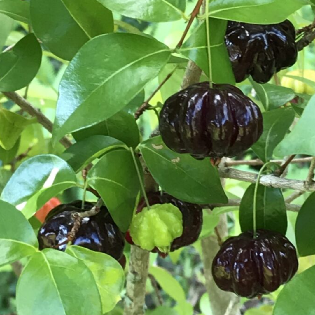 Black Surinam Cherry Fruit Plant