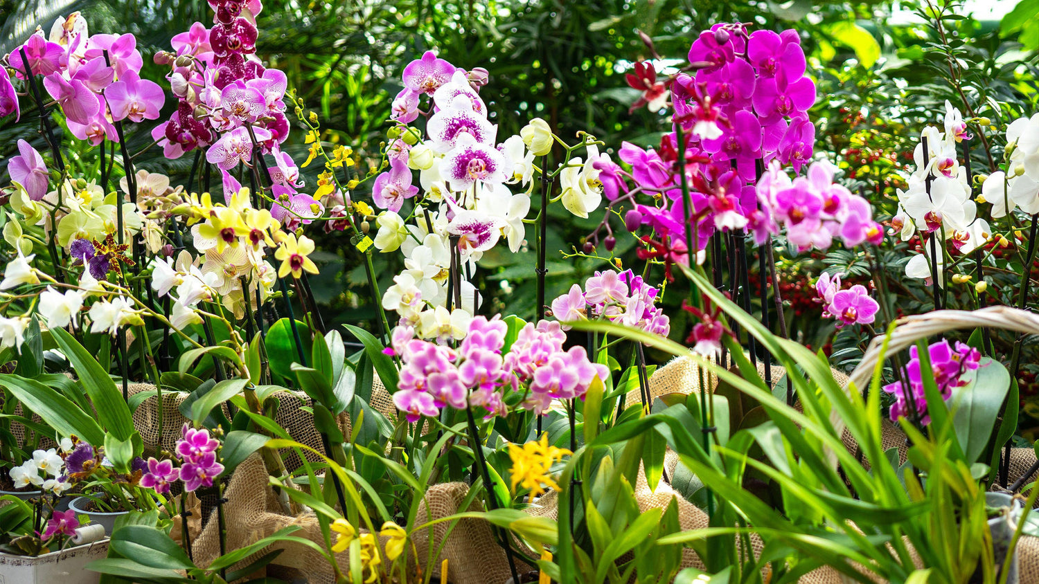 Orchid Plants