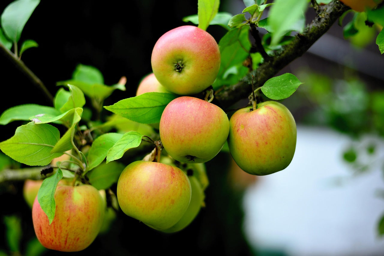 Fruit Plants