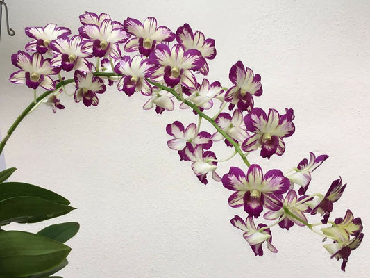 Den. Ang Peng Boon = Den. Burana Jade x Den. Burana Sunshine