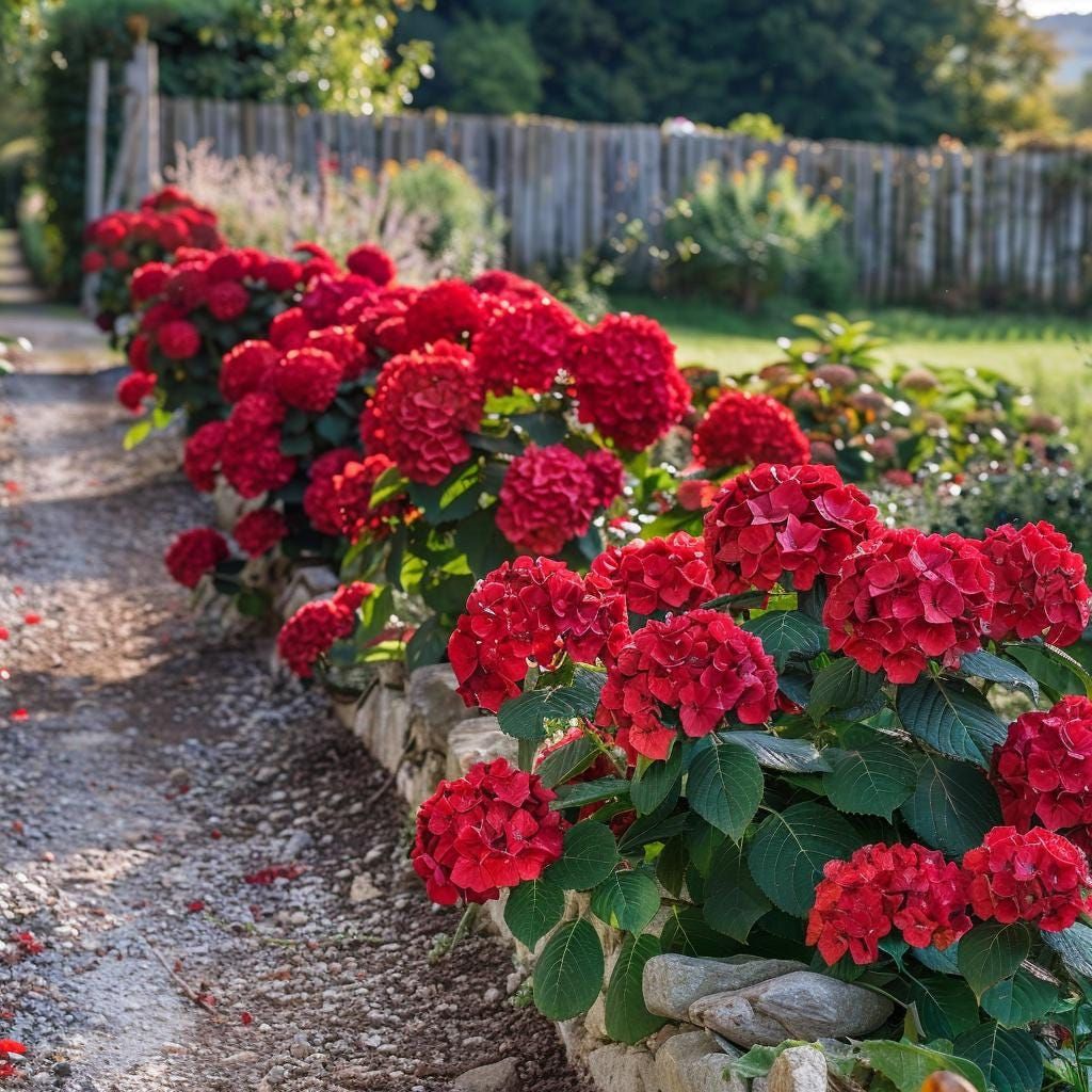 Dwarf Hybrid Hydrangea macrophylla 'Cherry-Go-Round' 1 Live  Plant