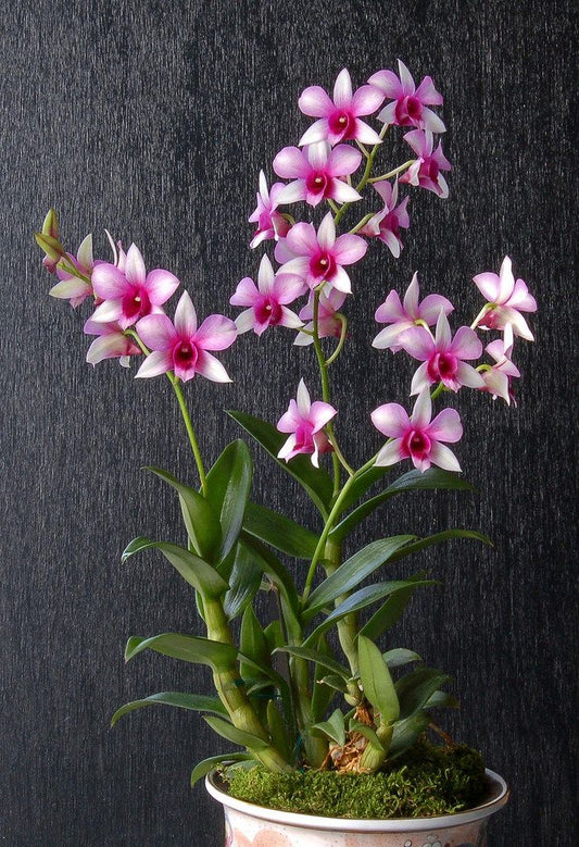 Dendrobium Orchid Pink Splash