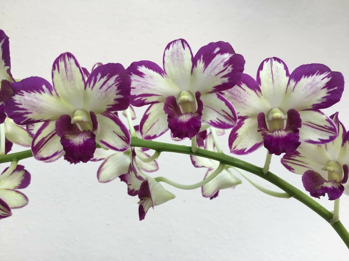 Den. Ang Peng Boon = Den. Burana Jade x Den. Burana Sunshine