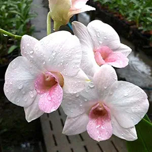 Dendrobium Orchid Seedling Plants " White Orange Lip " 1 Helathy Live Plant