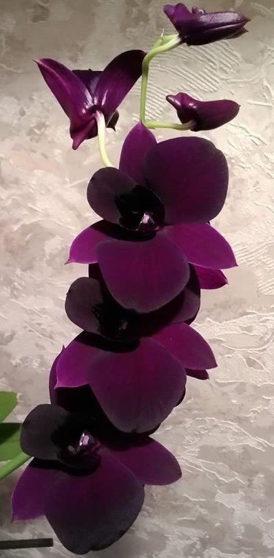 Dendrobium Seedling Plants " Pioneer " 1 Healthy Live Plant