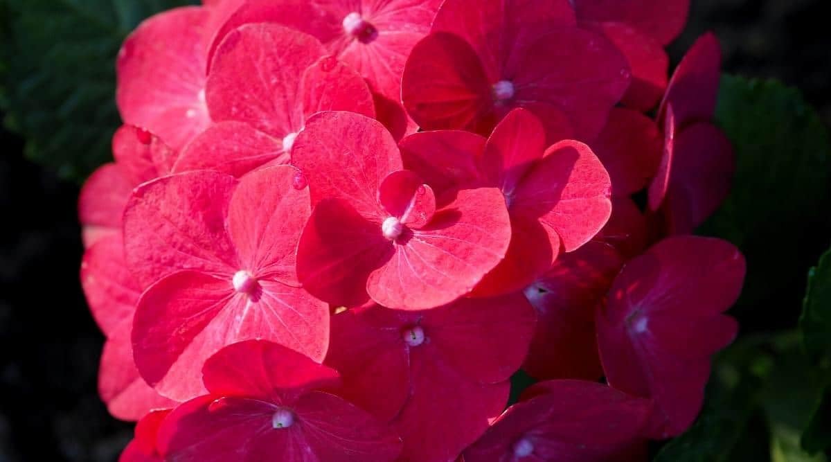 Dwarf Hybrid Hydrangea macrophylla ‘Cardinal Red’ 1 Live Flowering Plant