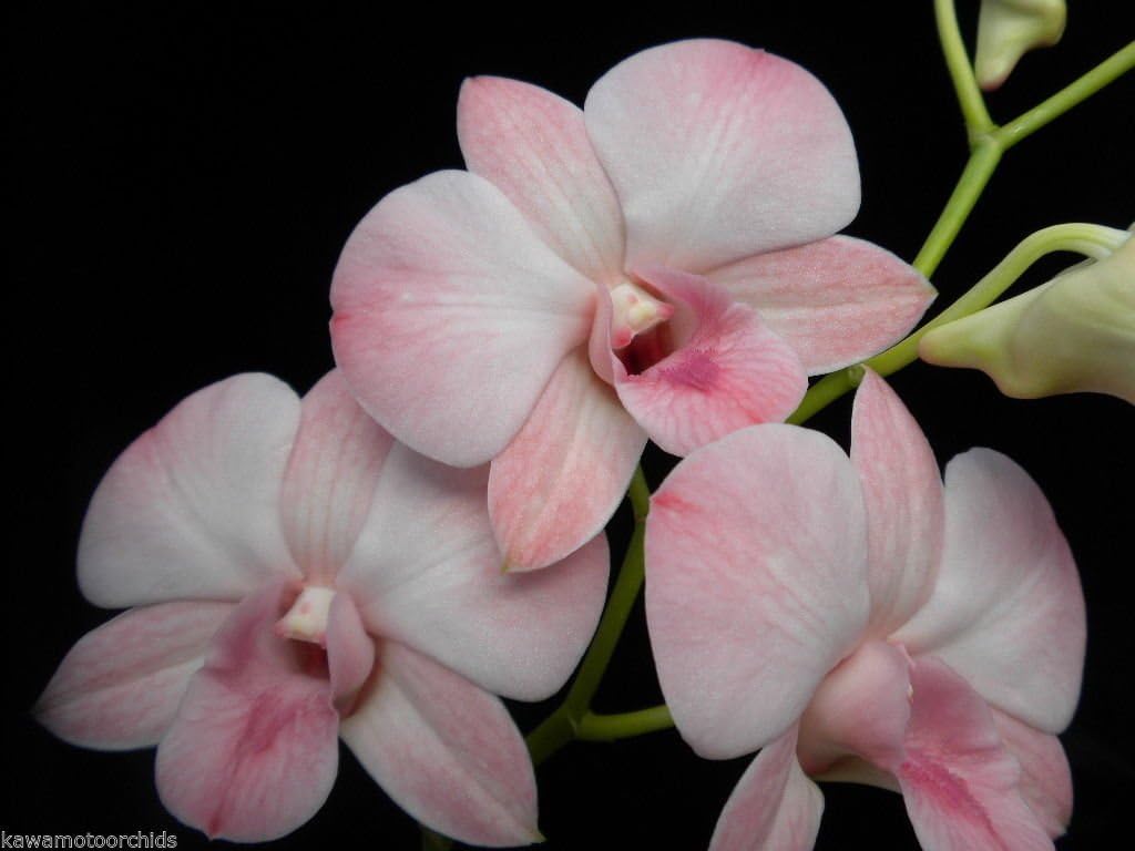 Dendrobium Orchid Seedling Plants " White Orange Lip " 1 Helathy Live Plant