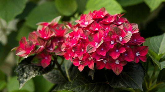Dwarf Hybrid Hydrangea macrophylla ‘Cherry Go Round’ 1 Live Flowering Plant