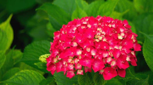Dwarf Hybrid Hydrangea macrophylla ‘Summer Crush’ 1 Live Flowering Plant