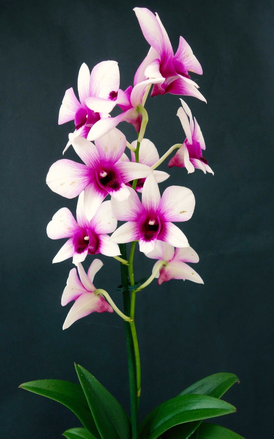 Dendrobium Orchid Pink Splash
