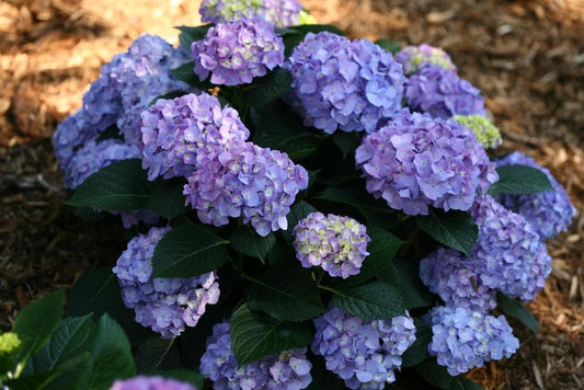 Dwarf Hybrid Hydrangea macrophylla Sparkling Blue Color 1 Live Flowering Plant