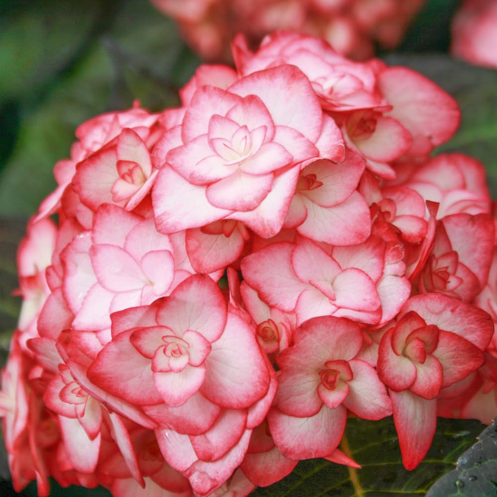 Dwarf Hybrid Hydrangea macrophylla 'Miss Saori' 1 Live Flowering Plant