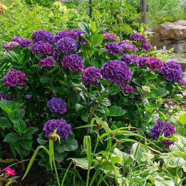 Dwarf Hybrid Hydrangea macrophylla ‘Purple Fantacy’ 1 Live Flowering Plant