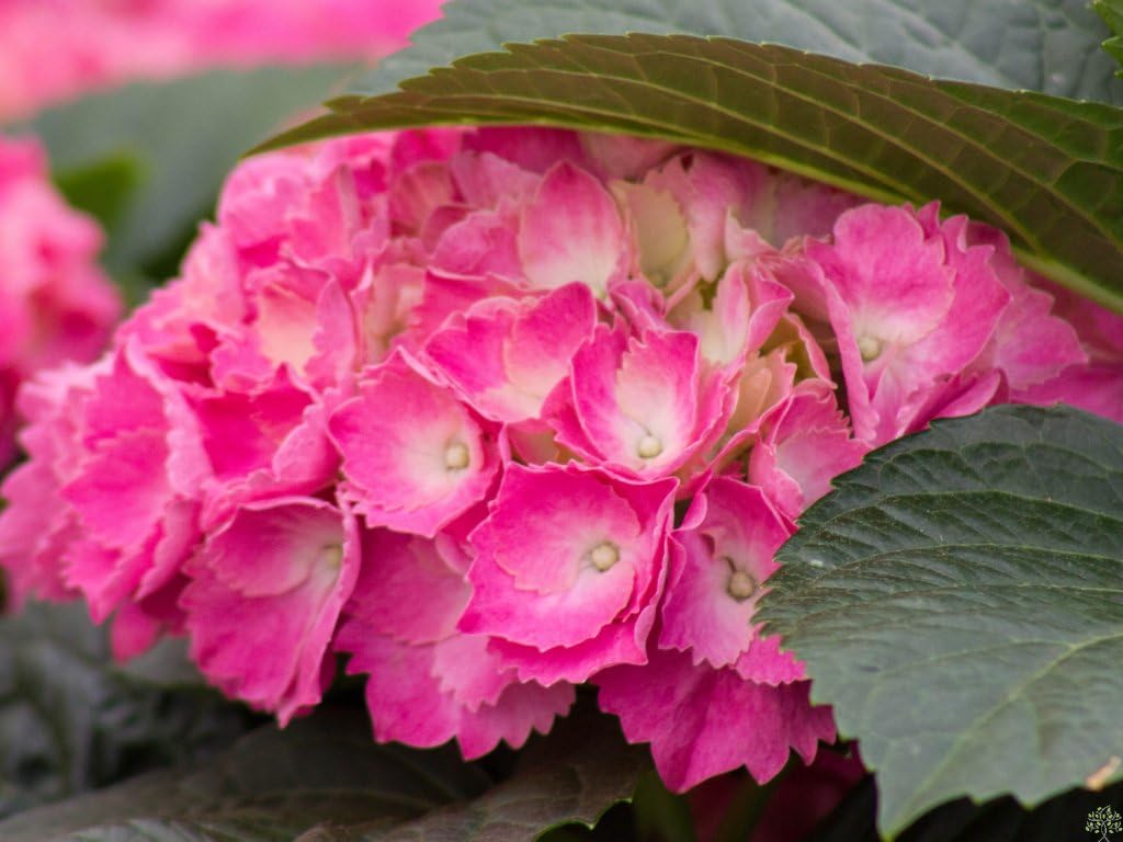 Dwarf Hybrid Hydrangea macrophylla 'Red Baron'' 1 Live Flowering Plant