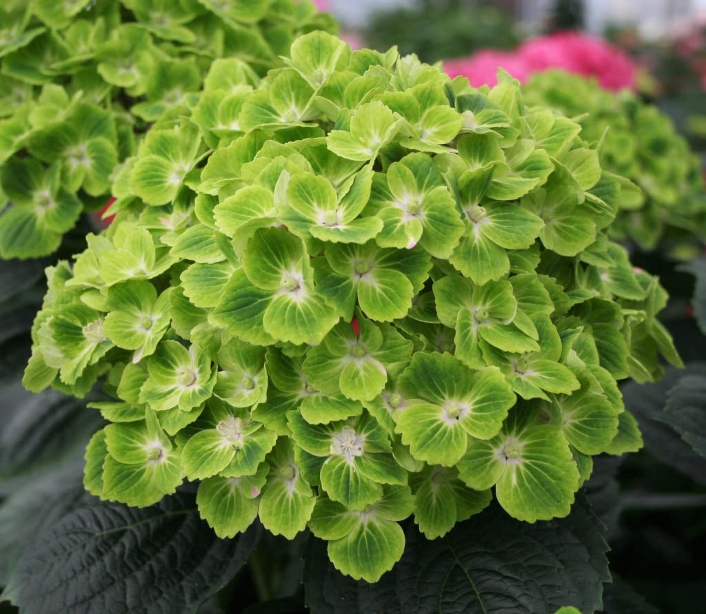 Dwarf Hybrid Hydrangea macrophylla 'Green Cloud' 1 Live Flowering Plant
