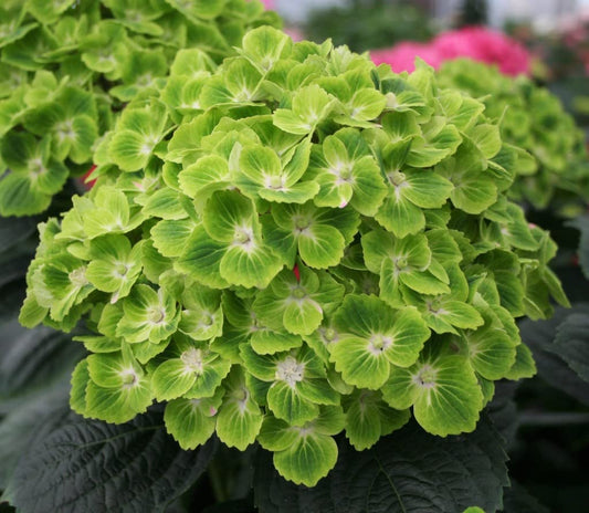 Dwarf Hybrid Hydrangea macrophylla 'Green Cloud' 1 Live Flowering Plant