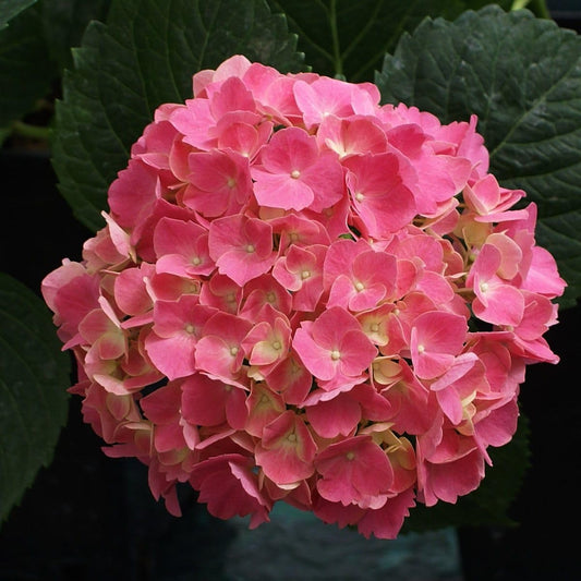 Dwarf Hybrid Hydrangea macrophylla 'Red Baron'' 1 Live Flowering Plant