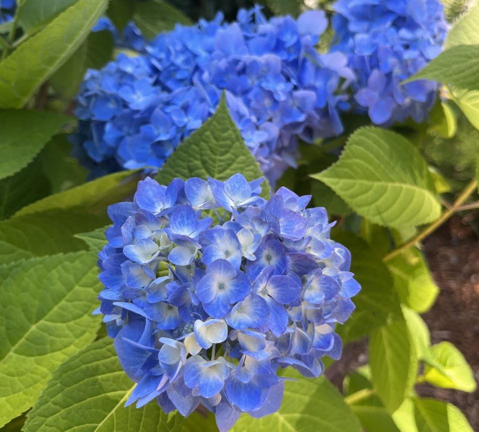 Dwarf Hybrid Hydrangea macrophylla 'Blue Danube' 1 Live Flowering Plant