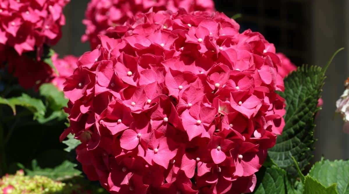 Dwarf Hybrid Hydrangea macrophylla ‘Magical Ruby Red’ 1 Live Flowering Plant