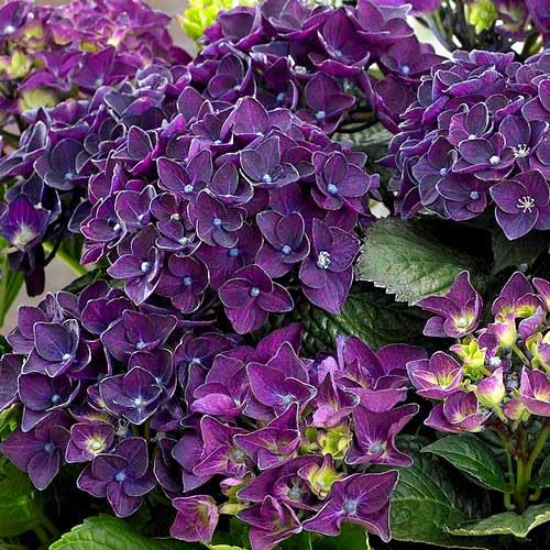 Dwarf Hybrid Hydrangea macrophylla Purple Color 1 Live Flowering Plant