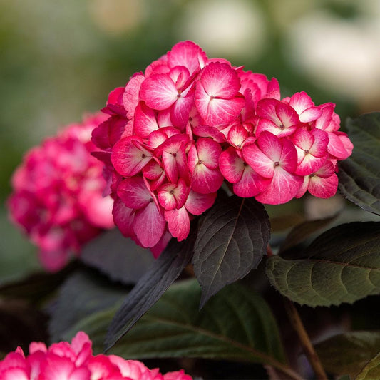 Dwarf Hybrid Hydrangea macrophylla 'Eclipse' 1 Live  Plant