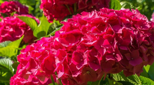 Dwarf Hybrid Hydrangea macrophylla ‘Tuxedo Red’ 1 Live Flowering Plant