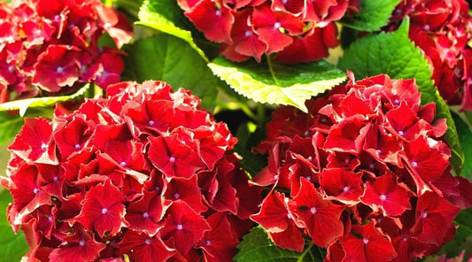 Dwarf Hybrid Hydrangea macrophylla ‘Red Beauty’ 1 Live Flowering Plant