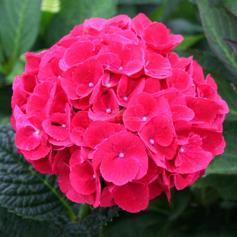 Dwarf Hybrid Hydrangea macrophylla ‘Cardinal Red’ 1 Live Flowering Plant