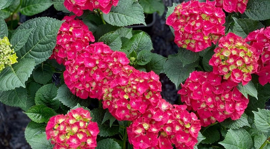 Dwarf Hybrid Hydrangea macrophylla ‘Everlasting Crimson’ 1 Live Flowering Plant