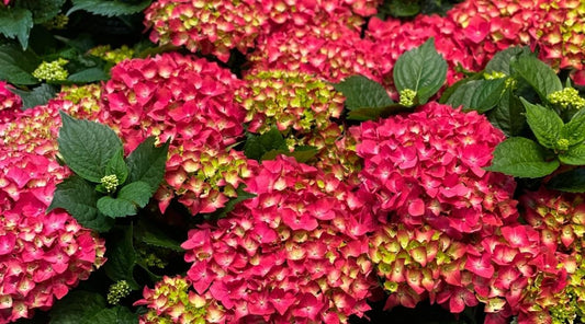 Dwarf Hybrid Hydrangea macrophylla ‘Heart Throb’ 1 Live Flowering Plant