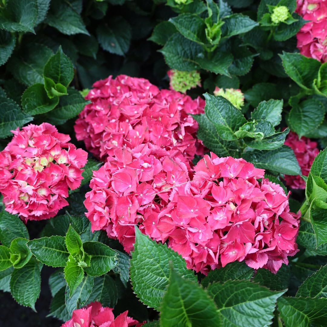 Dwarf Hybrid Hydrangea macrophylla ‘Magical Ruby Red’ 1 Live Flowering Plant