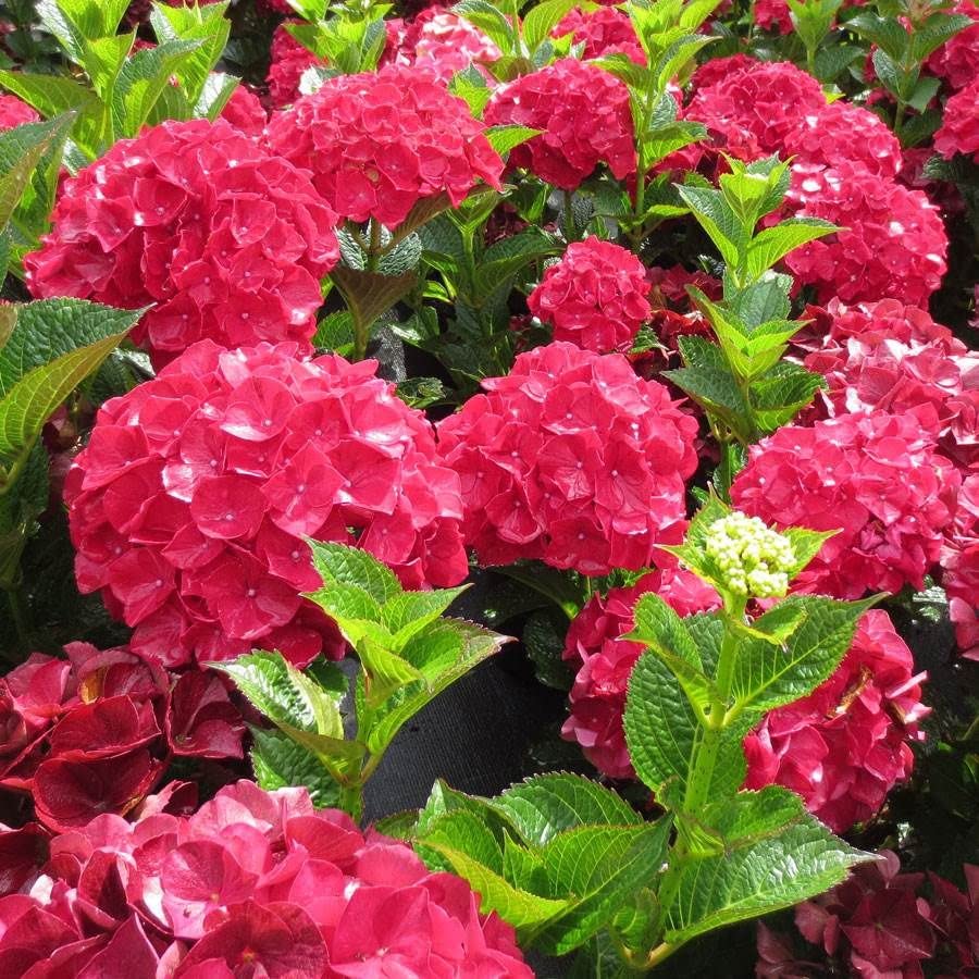 Dwarf Hybrid Hydrangea macrophylla ‘Magical Ruby Red’ 1 Live Flowering Plant