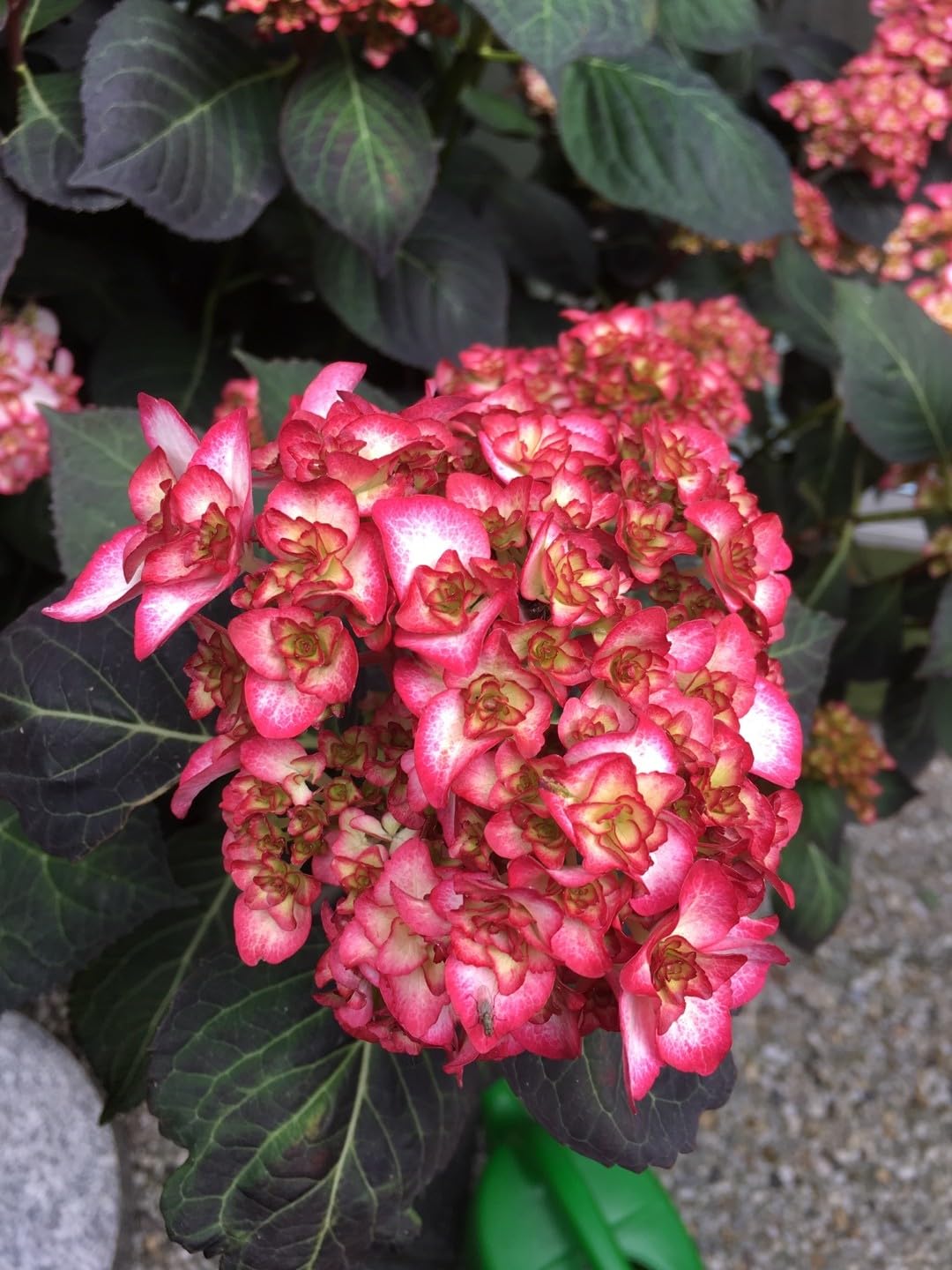 Dwarf Hybrid Hydrangea macrophylla 'Miss Saori' 1 Live Flowering Plant