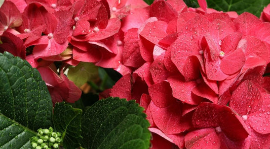 Dwarf Hybrid Hydrangea macrophylla ‘Grateful Red’ 1 Live Flowering Plant