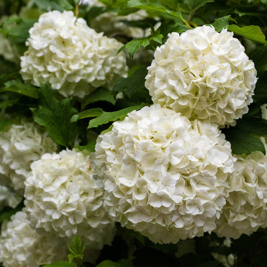 Dwarf Hybrid Hydrangea macrophylla ‘White Wudu’ 1 Live Flowering Plant