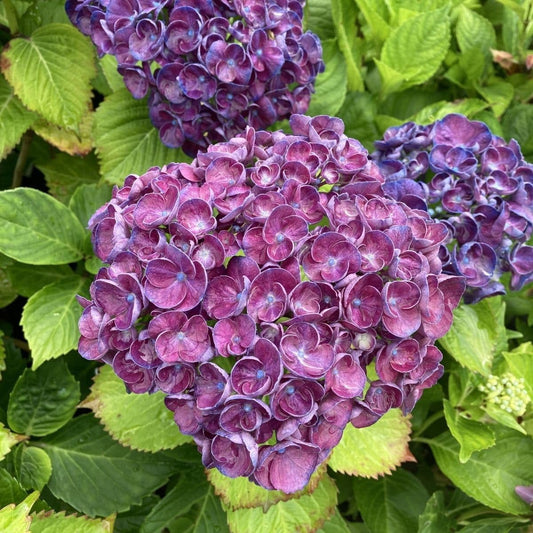 Dwarf Hybrid Hydrangea macrophylla Purple Color 1 Live Flowering Plant