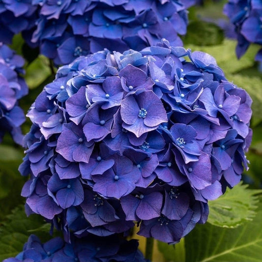 Dwarf Hybrid Hydrangea macrophylla 'Deep Blue Ball' 1 Live Flowering Plant